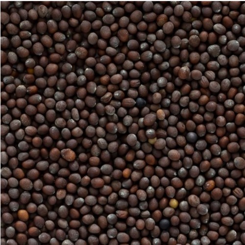 Mustard Seeds (Residue Free) Paani Foundation Groups Jaigaon | Pangarkhel